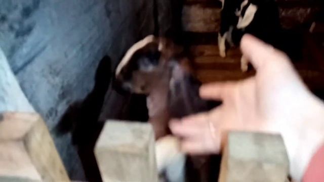 Неудачное обезроживание козлят/Лечим Вербочку #обезроживание #удалениерогов #обезроживаниекозлят смотреть онлайн