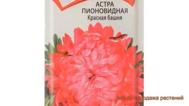 Астра пионовидный Красная башня (krasnaya bashnya) ? обзор: как сажать, семена астры Красная башня смотреть онлайн