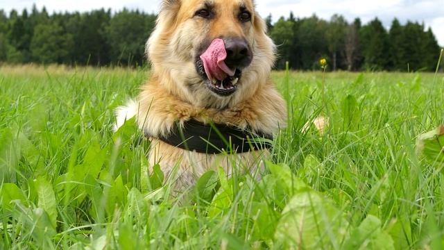 Интересные факты о собаке породы Немецкая овчарка смотреть онлайн