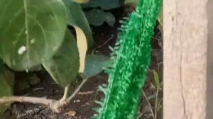 Яблоня . Отгибание веток саженца - простейший метод формирования плодовых деревьев!