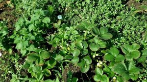 Мои сорта клубники Ания,Шарлотта, Маригет и Фурор