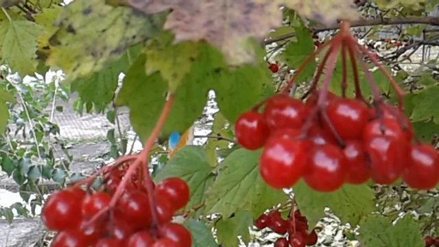 КАЛИНА! КРАСИВЫЙ И ЦЕЛЕБНЫЙ КУСТАРНИК ДЛЯ ВАШЕГО САДА! НАРОДНЫЕ РЕЦЕПТЫ ЗДОРОВЬЯ! смотреть онлайн