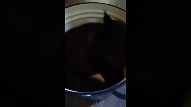Мейн Кун Илюша.Просто кот в кастрюле:) смотреть онлайн