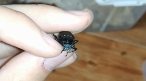 Зофобас, разведение и содержание в домашних условиях.