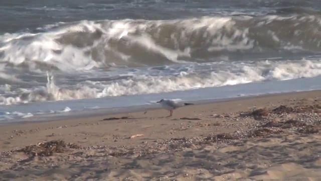 Путешествие в денежный лес. Канал Медитация Релаксация. Стешенко А. Ю. смотреть онлайн