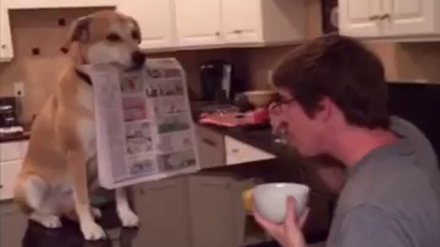 Собака-помощник смотреть онлайн