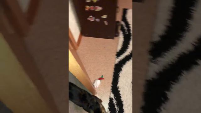 Бенгал и мышь смотреть онлайн