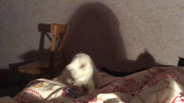 Мейнкун котёнок играет смотреть онлайн