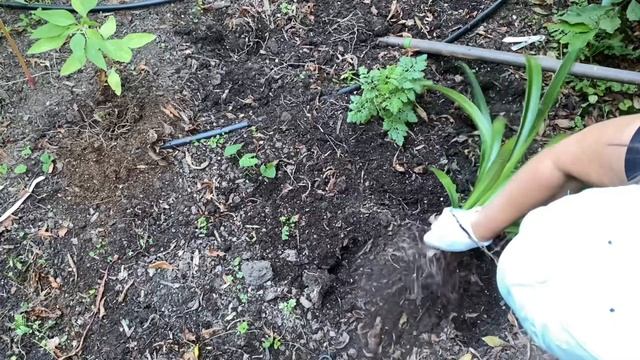 ? How to Place Amaryllis into Dormancy ? смотреть онлайн