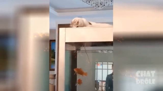 Ta déjà vue une vidéo de ma chatte = ) смотреть онлайн