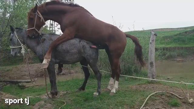 Super Donkey Meeting Horse First Time 1080HD смотреть онлайн