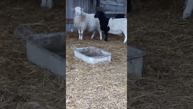 Дорпер кросс, ПРОДАЖА БАРАНОВ смотреть онлайн