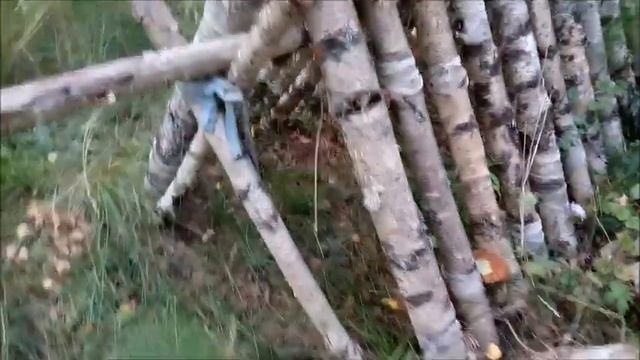 Результат посадки шиитаке, первые всходы смотреть онлайн