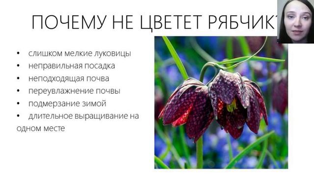 Вебинар "Рябчики, мускари" смотреть онлайн