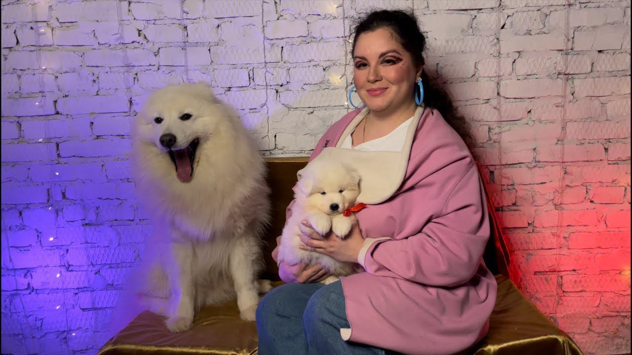 Щенки самоеда в прямом эфире!