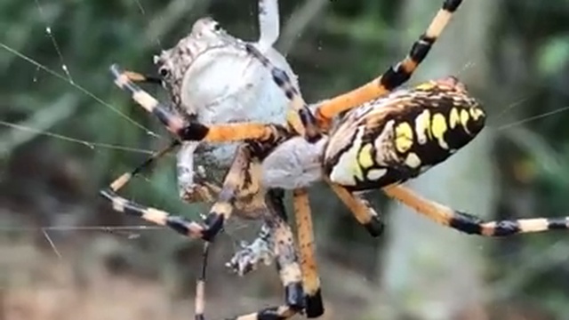 что бывает с жертвами паука смотреть онлайн