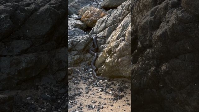 HUGE Snake lays on beach, only a few feet from the sea. Diamond Python. #wildlife #nature #snakes смотреть онлайн