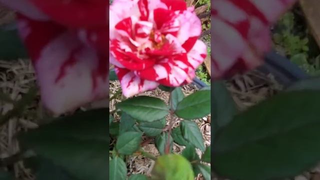 Neil Diamond Rose #beautiful #short #rose смотреть онлайн