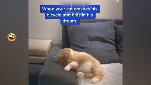 FUNNIEST CAT AND DOG VIDEOS 2023 #2 смотреть онлайн