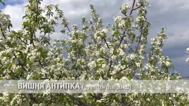 вишня антипка смотреть онлайн