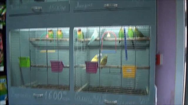 Как наша немецкая овчарка выбирала себе на день рождения подарки в зоомагазине смотреть онлайн