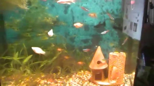 Мой аквариум 2, сопровождение Savvas Savva-Joyfull Dolphins смотреть онлайн