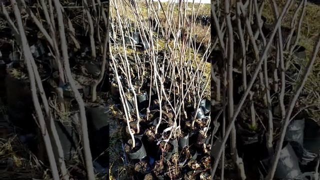 Питомник растений / Клён Друммонди смотреть онлайн