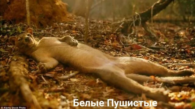 ФОССА?/Кошки/Животные/Интересные факты смотреть онлайн