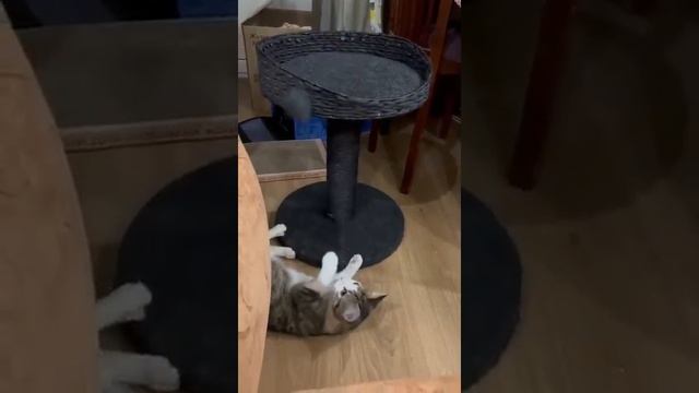 Кнафе дома смотреть онлайн