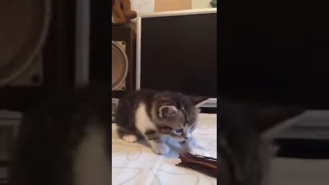 Котик скоттиш страйт черный мраморный с белым смотреть онлайн