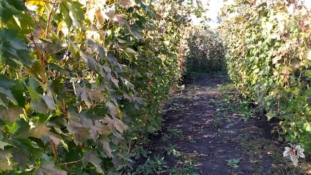 Когда заготавливать черенки винограда смотреть онлайн