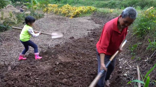 徐三娃打算荒田种胡豆，却遭到老爸极力反对，大家说这想法能行不【我是徐三娃】 смотреть онлайн