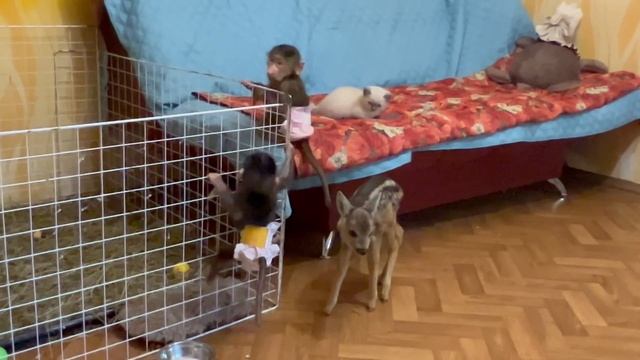 Степашка и Маня снова ГОТОВЯТСЯ к ПОБЕГУ, но по-моему пытаются еще и организовать банду))) смотреть онлайн
