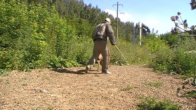 Жара    универсальная собака!