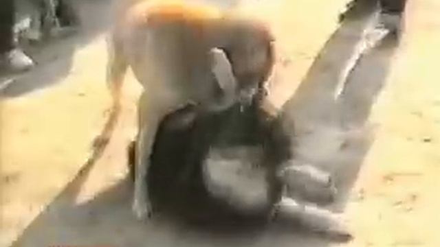 АЗИАТ - собака из легенды смотреть онлайн