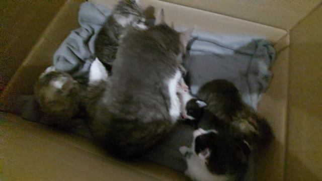 Котоморфозики🐈 (#260) смотреть онлайн