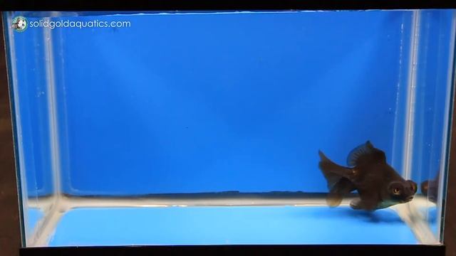 Black/Bronze Butterfly Telescope 3.9" SG043 смотреть онлайн