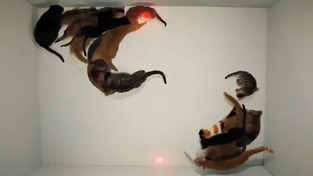 Создаем сайты от которых ваши клиенты не смогут отвести глаз! Коты и лазер industrial.pp.ua смотреть онлайн