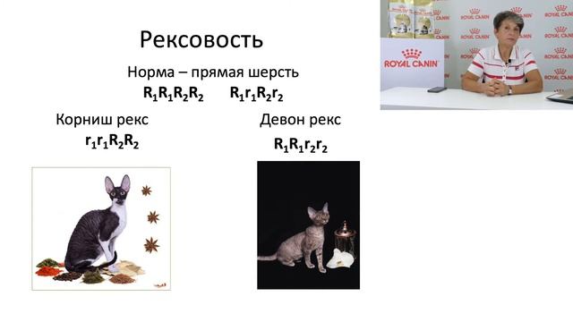 Генетика породообразующих аномалий. Персы, рексы, сфинксы и другие чудеса с кошачьей шерстью. смотреть онлайн