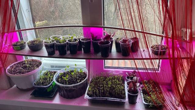 Моя рассада цветов и овощей смотреть онлайн