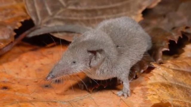 Откуда в земле на огороде дырки? смотреть онлайн