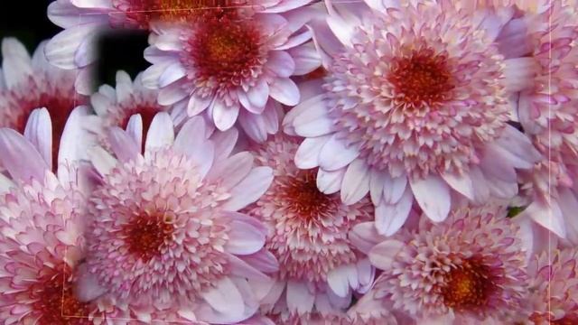 С днем рождения, Оксана! | Оригинальное слайд-шоу смотреть онлайн