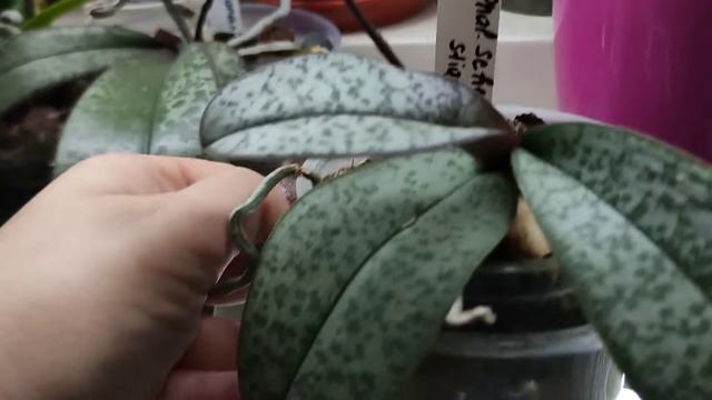 PHAL. SCHILLERIANA (SILVER LEAVES) × STUARTIANA VAR. NOBILIS-цвітіння і догляд. смотреть онлайн