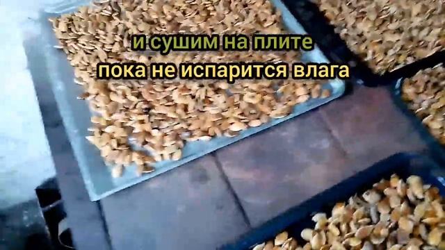 Сушка тыквенных семечек в самодельном инкубаторе смотреть онлайн