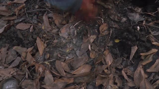 Как поймать КРОТА - Инструкция по ловле крота. Кротоловка. смотреть онлайн