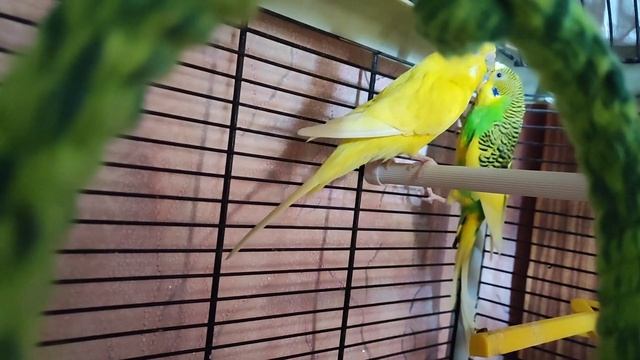 ❤День Добрых Дел//КЛИПСЕ снятся сны//мои филодедроны// Хвостики разлили краску смотреть онлайн