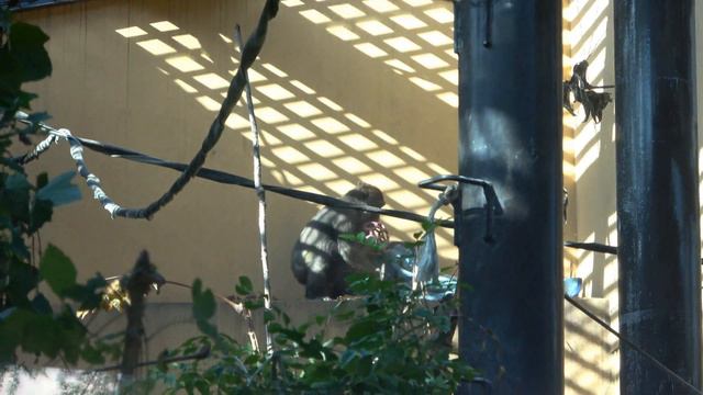 Oops! Son Gorilla Gentaro being chased by Silverback Dad Momotaro. |Momotaro family смотреть онлайн