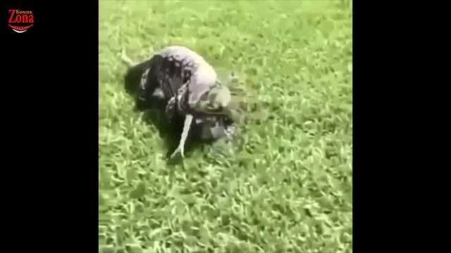 ДЕВУШКА УПАЛА С МОТОЦИКЛА ПРОСТО РЖАЧ | КОМИК ЗОНА смотреть онлайн