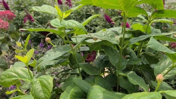 Calycanthus 'Aphrodite' (Sweetshrub) // BEAUTIFUL, Large Red Flowers ? Light Sweet, Fruity Fragranc