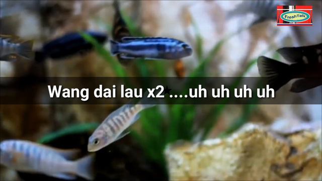 Rimna Dibe Pui ll by Akube Kuame ft. Pauriayile, Zeme naga love song (lyrics video) смотреть онлайн